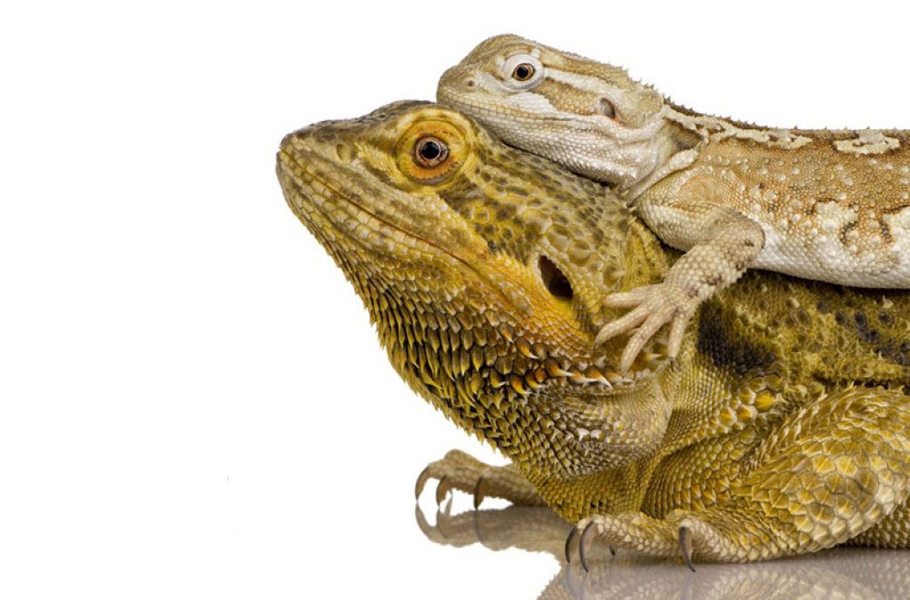 Beginners Guide to Owning Bearded Dragons