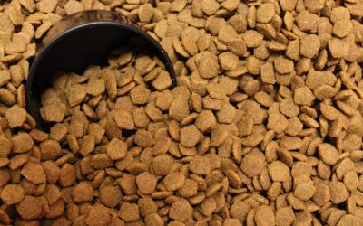 Canned or Dry Food? | Dewinton Pet Hospital