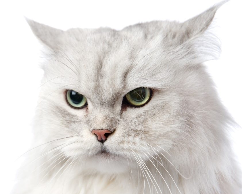 Everything You Need to Know About Hairballs