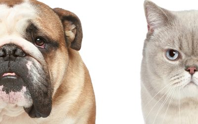 Serious Pet Diseases & Their Treatments | Dewinton Pet Hospital