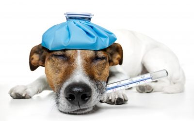 Identifying Pet Emergencies | Dewinton Pet Hospital