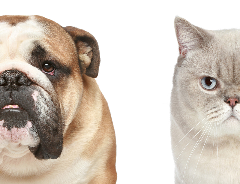 Serious Pet Diseases & Their Treatments | Dewinton Pet Hospital