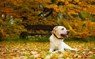 Fun things to do with your dog during Fall