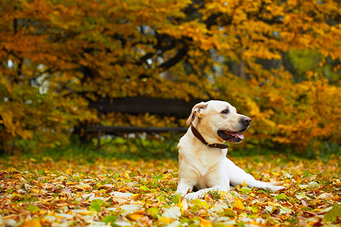Fun things to do with your dog during Fall