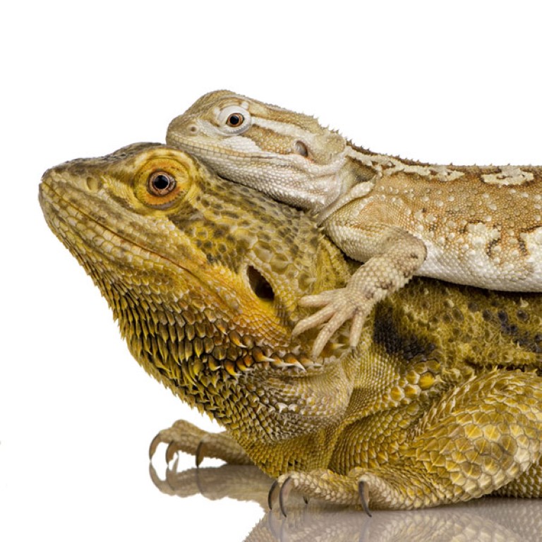 What you need to know before getting a bearded dragon