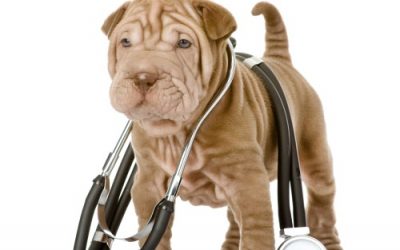 How to Apply Medications | Dewinton Pet Hospital