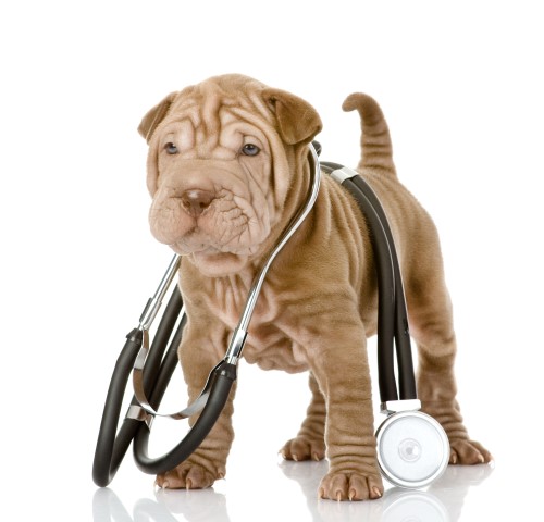 How to Apply Medications | Dewinton Pet Hospital